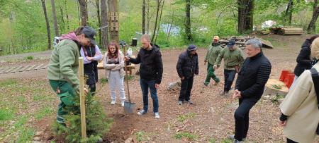 zasaditev smrekic (8)